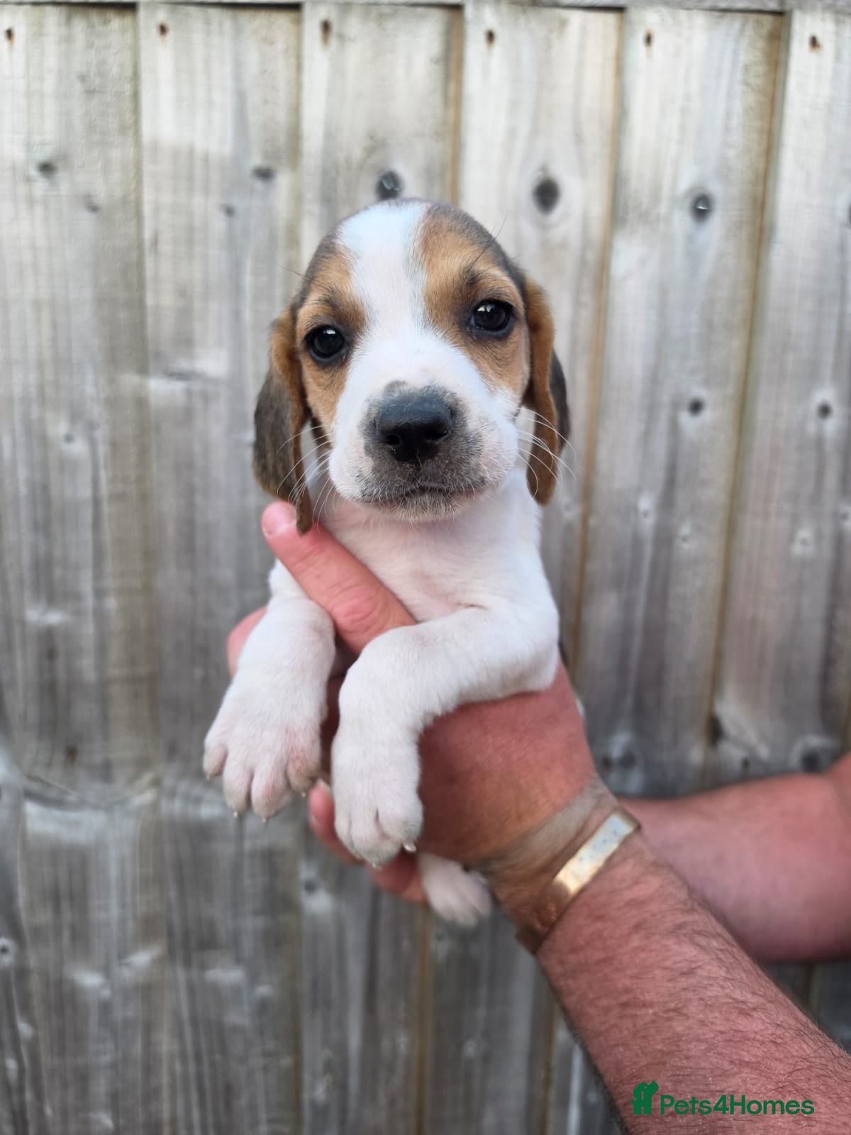 Foxhound dogs Beagle x harrier  - Advert 5