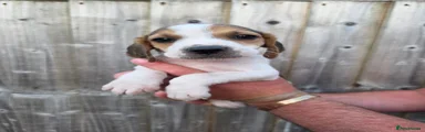  Puppy 1