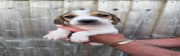 Foxhound dogs for sale: Beagle x harrier  - Advert 1