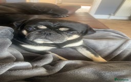 Cane Corso dogs for sale: My two boys  - Image 3