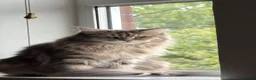 Maine Coon cats for sale: 6 loving kittens  in Swindon - Advert 1