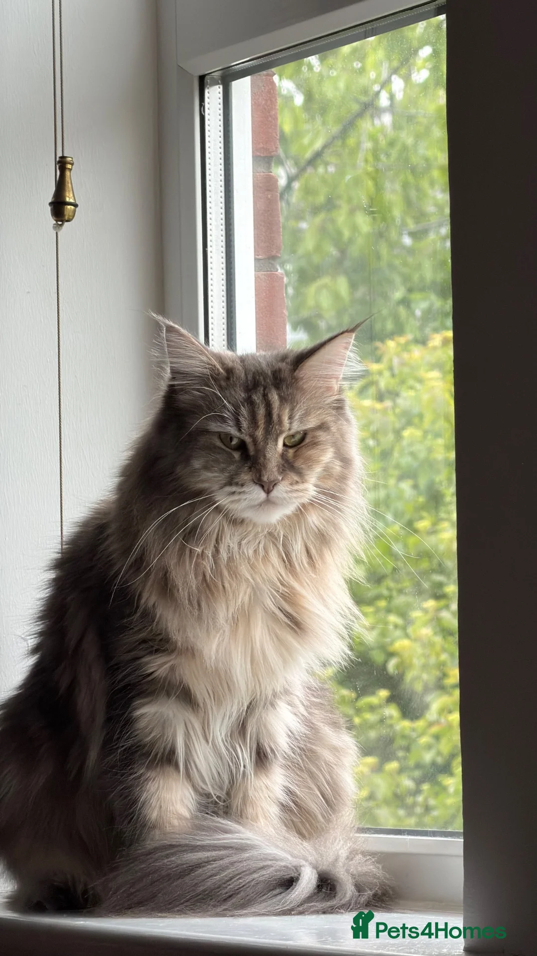 Maine Coon cats for sale: 6 loving kittens  in Swindon - Advert 1