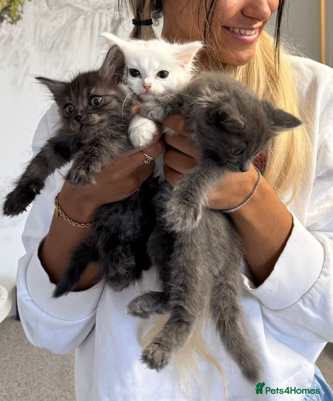 Pets4homes Lykoi Cat Cena Grey Kittens For Sale Pets4Homes