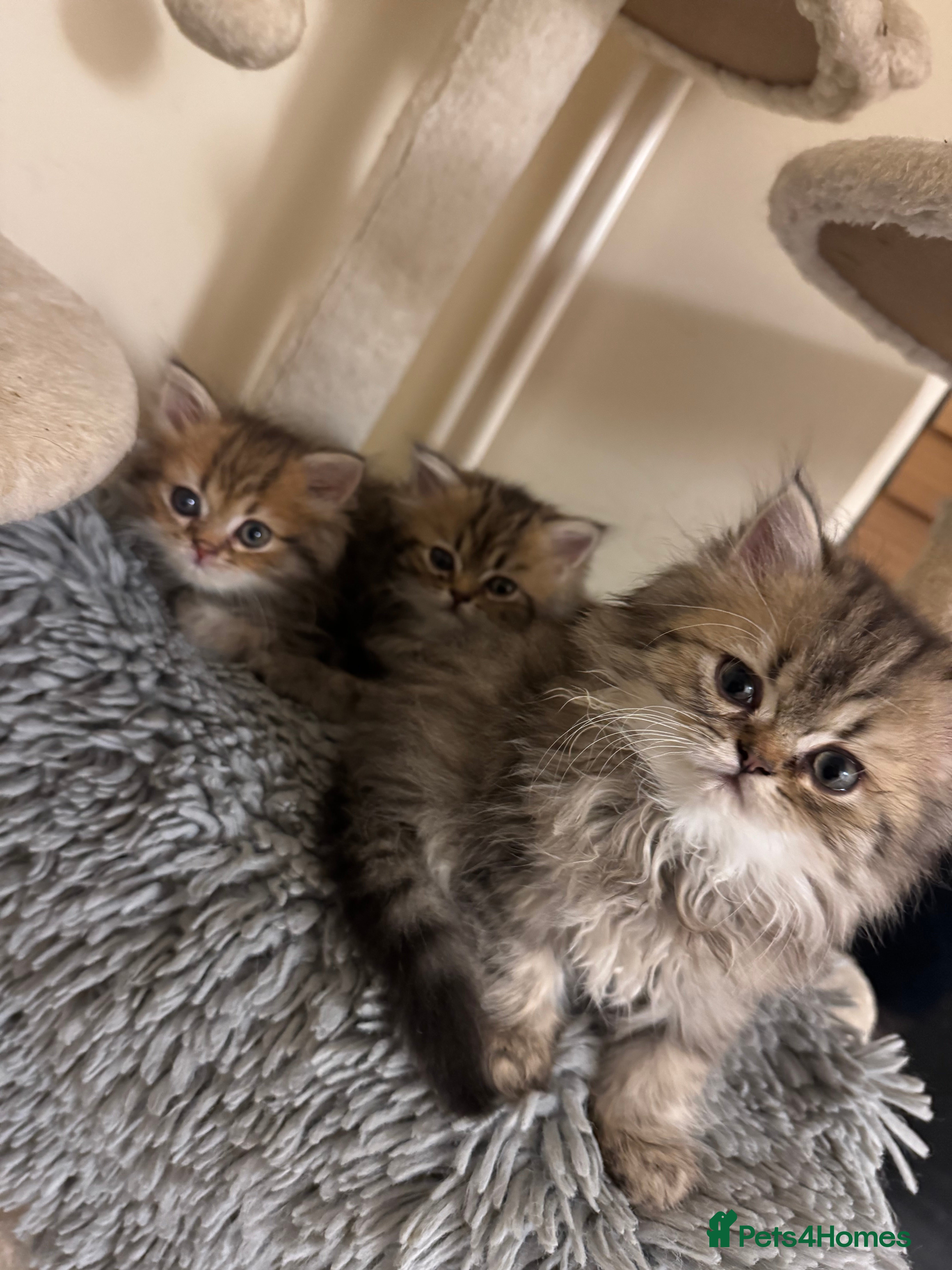 Persian cats Golden Shaded Tabby Boy - Advert 2