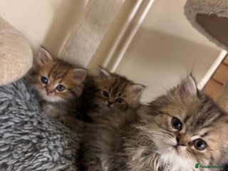 Persian cats Golden Shaded Tabby Boy - Advert 2