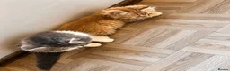 Ragdoll cats for sale: Ragdoll & Ragdoll cross kittens - Advert 15