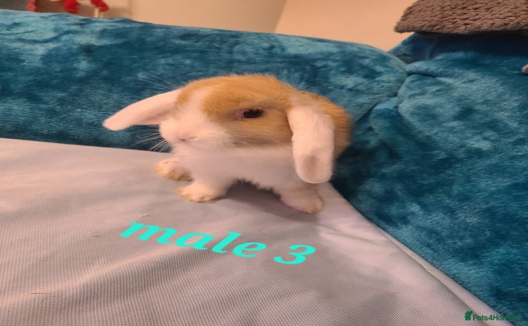 Mini Lion Lop rabbits Baby rabbits ready now  - Advert 2