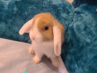 Mini Lion Lop rabbits Baby rabbits ready now - Advert 6