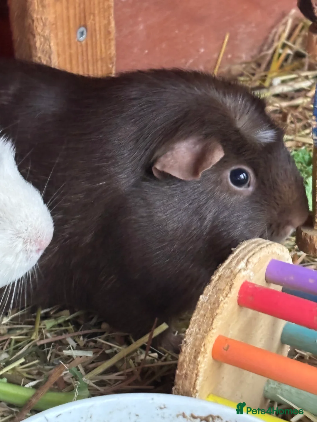 Guinea Pig rodents for sale: Baby sow guinea pigs - Advert 3
