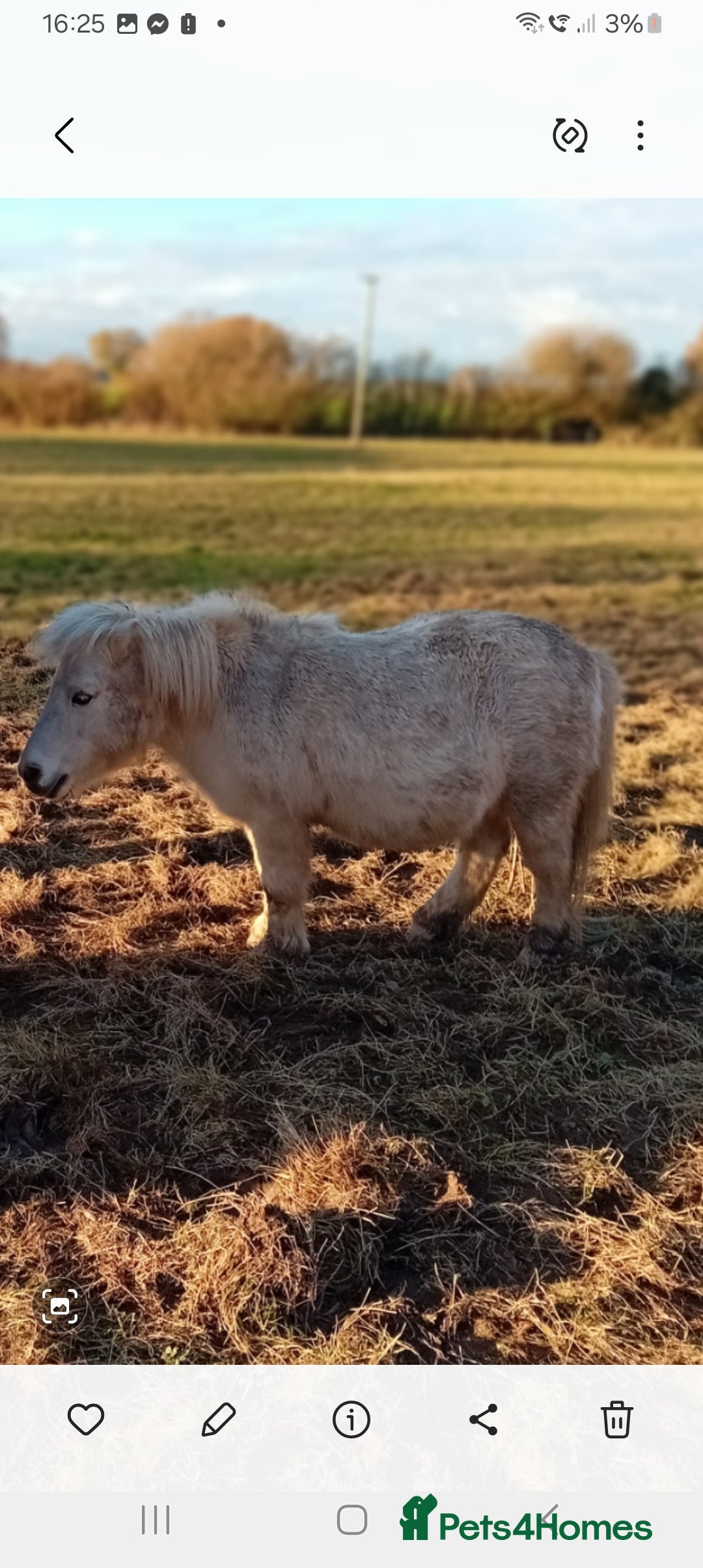 Shetland pony horses Snowball standard shetland gelding - Advert 1