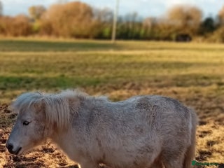 Shetland pony horses Snowball standard shetland gelding - Advert 1