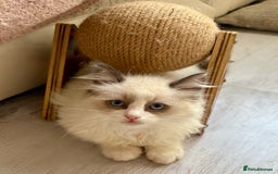 Ragdoll cats for sale: 4 fluffy boys - Image 13