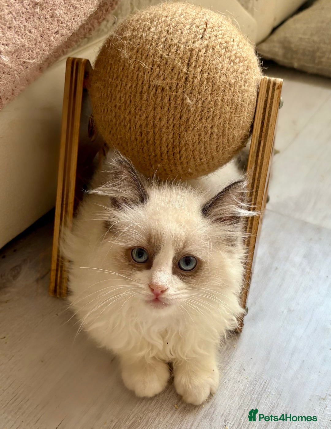 Ragdoll cats for sale: 4 fluffy boys - Image 13