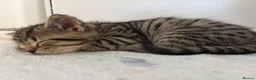 Mixed Breed cats for sale: Gorgeous tabby kittens  - Advert 13