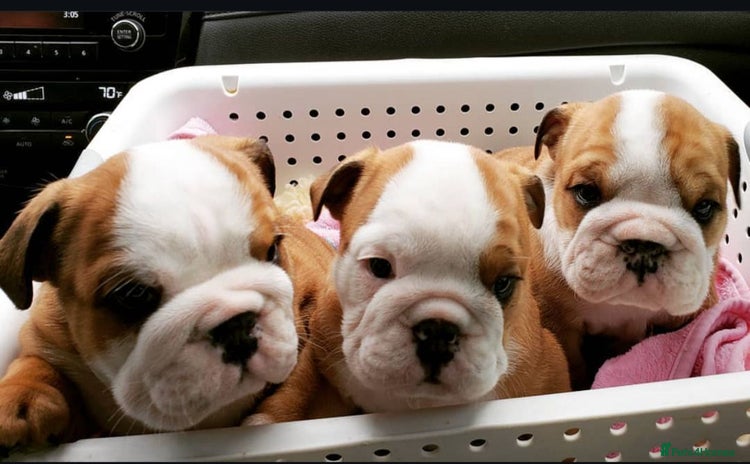 English Bulldog dogs - Advert 1