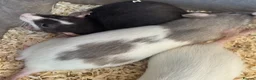 Rat rodents for sale: Young Dumbo Rats For Sale - Advert 6