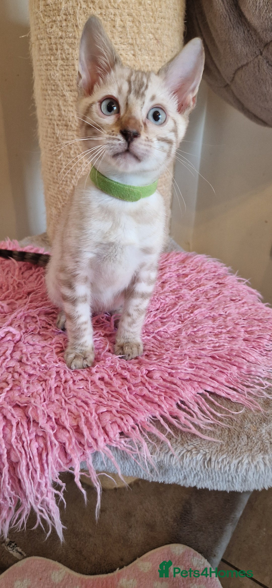 Bengal cats for sale: Purebred Bengal boy whit blue eyes 💙 - Image 11