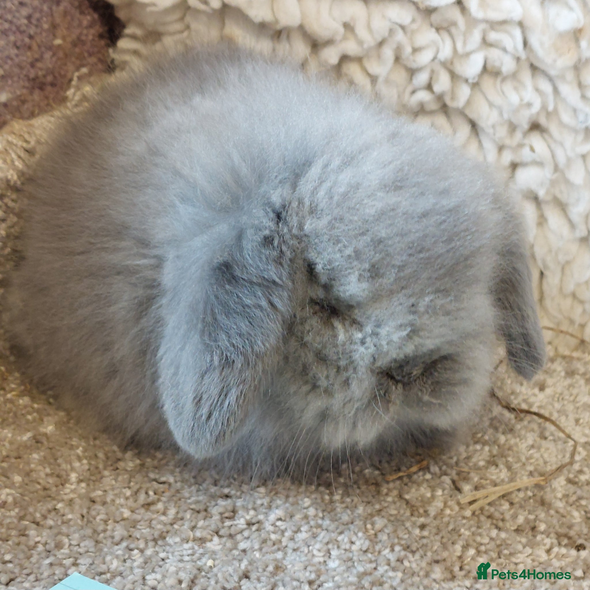 Mini Lop rabbits Beautifull mini lionlop babys ready to reserve  - Advert 20