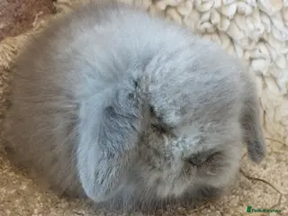 Mini Lop rabbits Beautifull mini lionlop babys ready to reserve - Advert 20