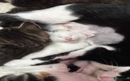 Mixed Breed cats for sale: Kittens looking for forever home - Image 5