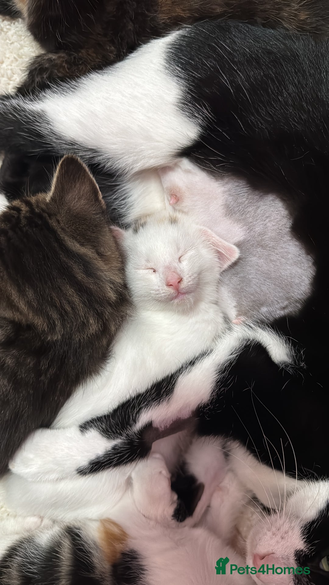 Mixed Breed cats for sale: Kittens looking for forever home - Image 5