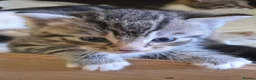 Mixed Breed cats for sale: Kittens ready in 4-5 weeks, 3 girls, 1 boy - Advert 4