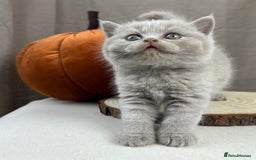 British Shorthair cats for sale: 5 Star - BSH Litter (Two Cinnamon, Fawn & Lilac) - Image 12