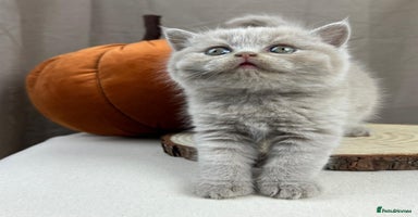 British Shorthair cats - Advert 10