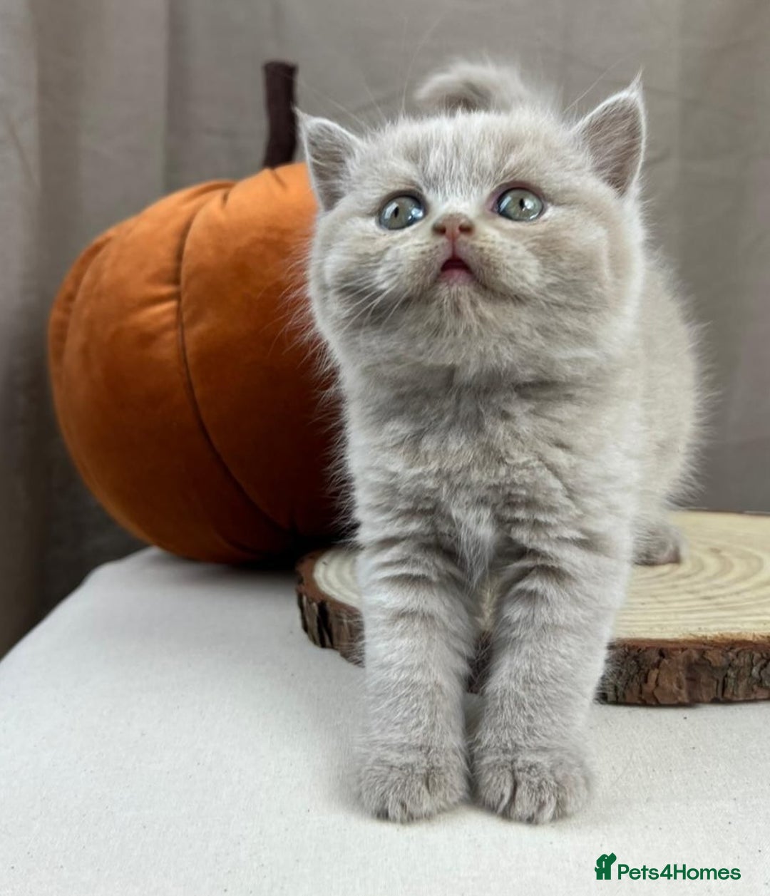 British Shorthair cats for sale: 5 Star - BSH Litter (Two Cinnamon, Fawn & Lilac) - Image 12