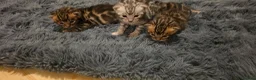 Bengal cats for sale: Full pedigree babies - Advert 8