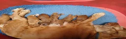 Cocker Spaniel dogs for sale: 5 Sable Cocker Spaniel Puppies - Advert 2