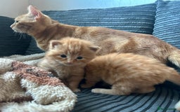 Ragdoll cats for sale: Tabby Ragdoll Kittens ❤️‍🔥 - Advert 12