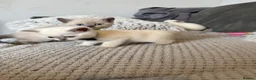 British Shorthair cats for sale: British shorthair colourpoint kittens  - Advert 17