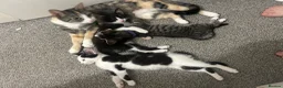 Mixed Breed cats for sale: Gorgeous vaccinated kitten 🐱❤️ - Advert 6