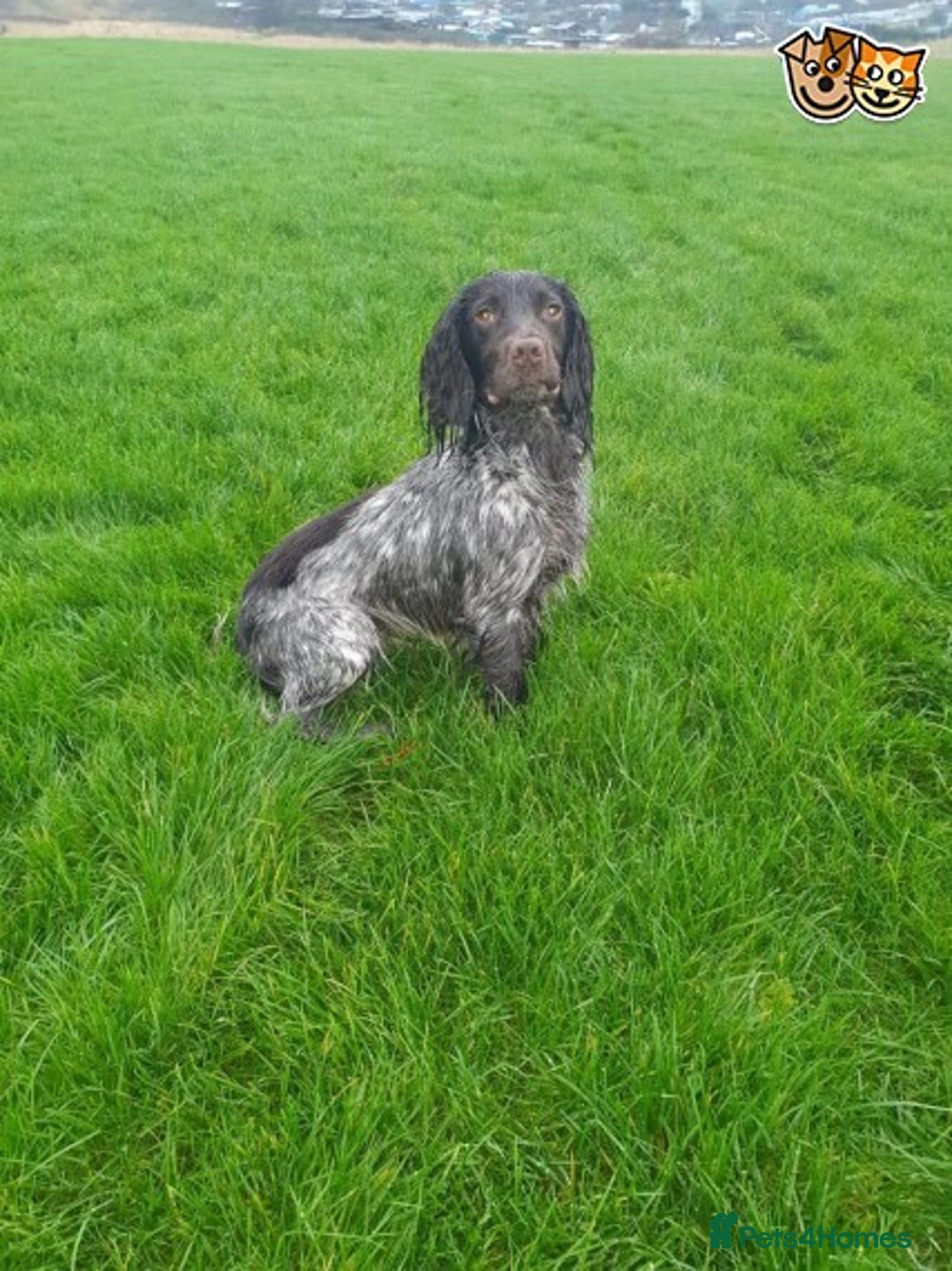 Cocker Spaniel dogs for stud: AT STUD PROVEN CHOC ROAN COCKER KC REG in Gateshead - Advert 1