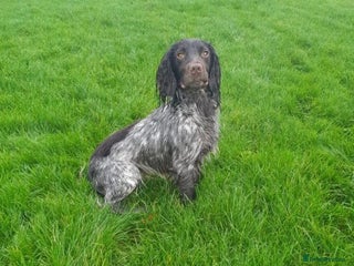 Cocker Spaniel dogs in Gateshead - Advert 20