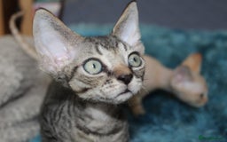 Devon Rex cats for sale: GCCF Devon Rex kittens - Image 4