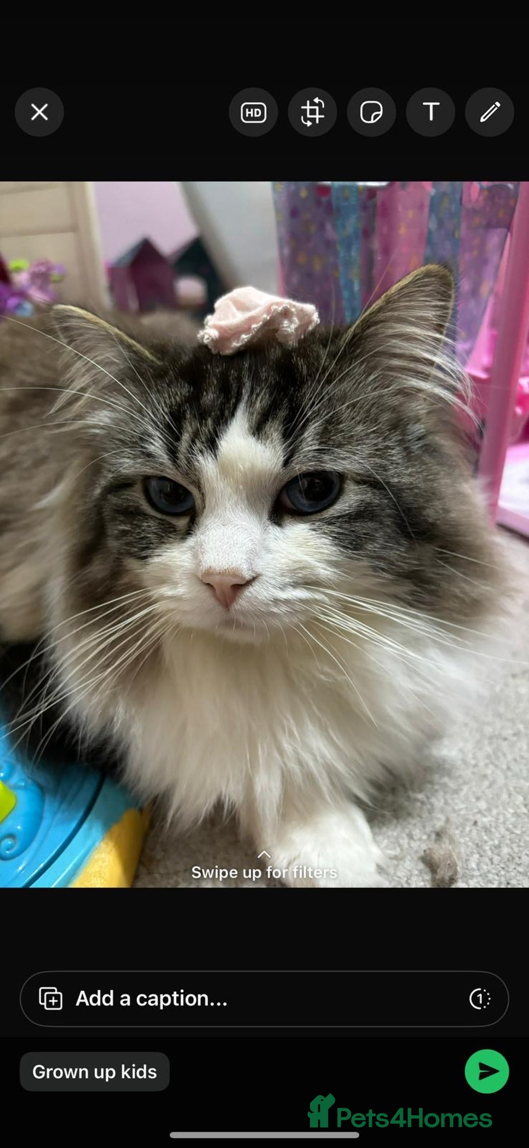 Ragdoll cats for sale: Pedigree Blue & Seal Ragdoll kittens in Oswestry - Image 15