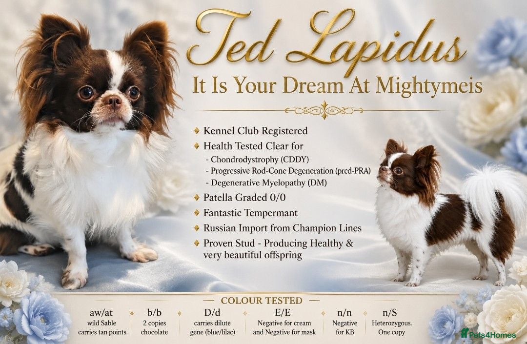 Chihuahua dogs KC reg-Heath Tested-Proven Stud - Advert 18
