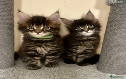 Maine Coon cats for sale: GCCF reg Maine Coon Kittens Stunning Tabby litter - Image 2