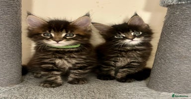 Maine Coon cats - Advert 3