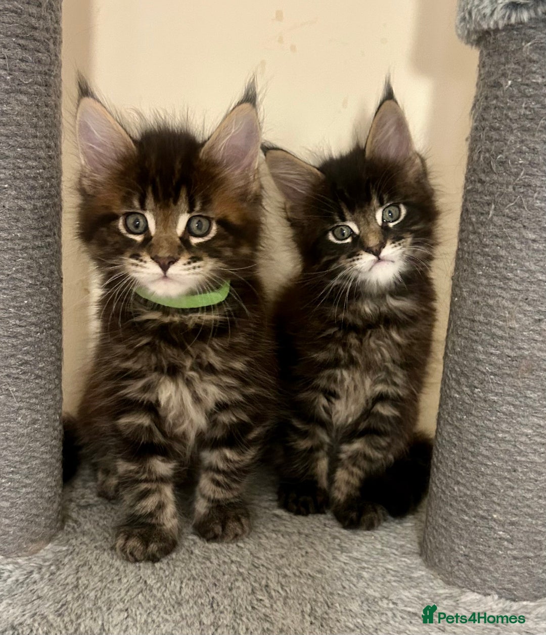 Maine Coon cats for sale: GCCF reg Maine Coon Kittens Stunning Tabby litter - Image 2