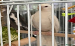 Cockatiels birds for sale: pair of cockatiels with cage and nestin box - Image 2