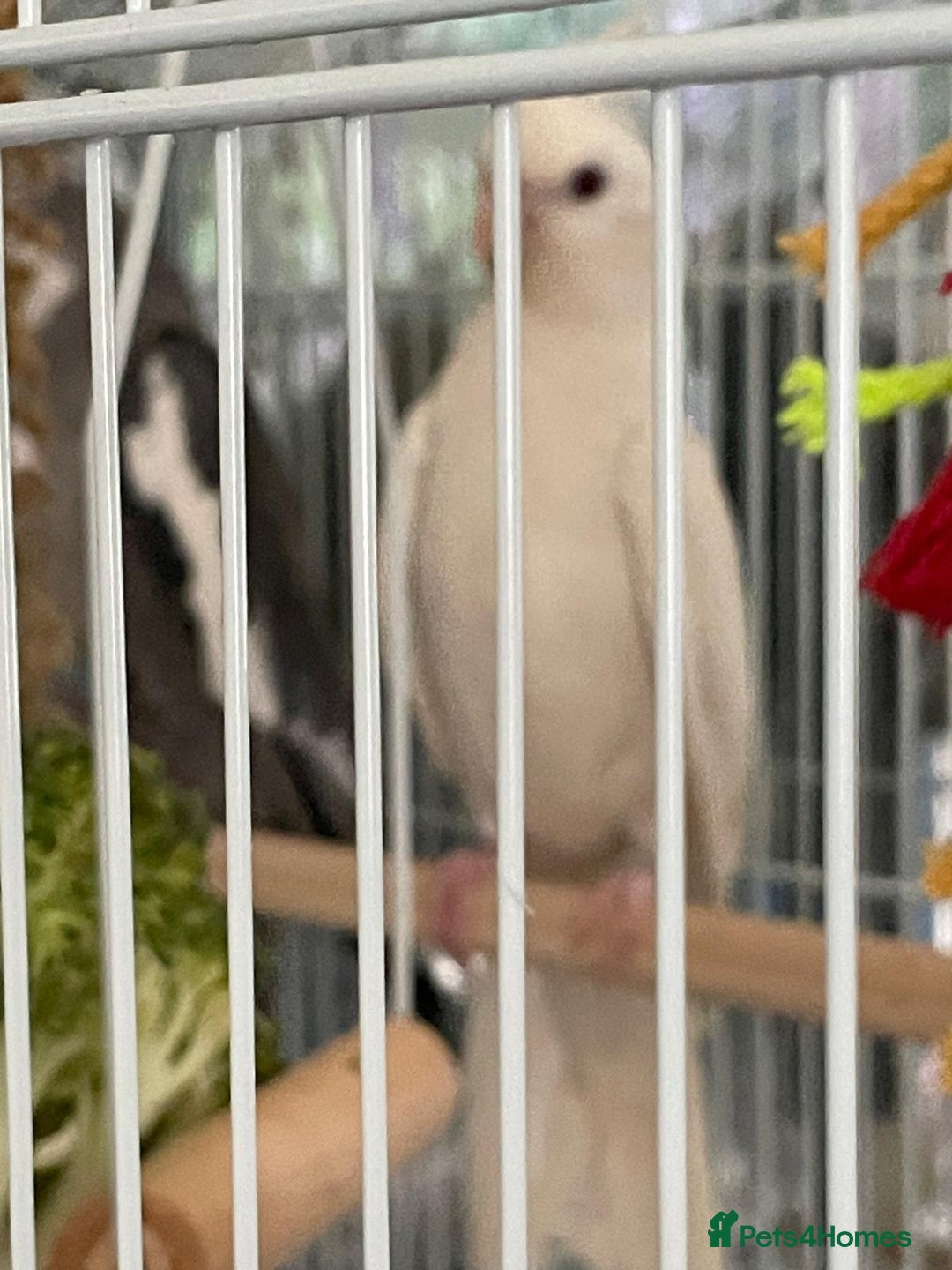 Cockatiels birds for sale: pair of cockatiels with cage and nestin box - Image 2