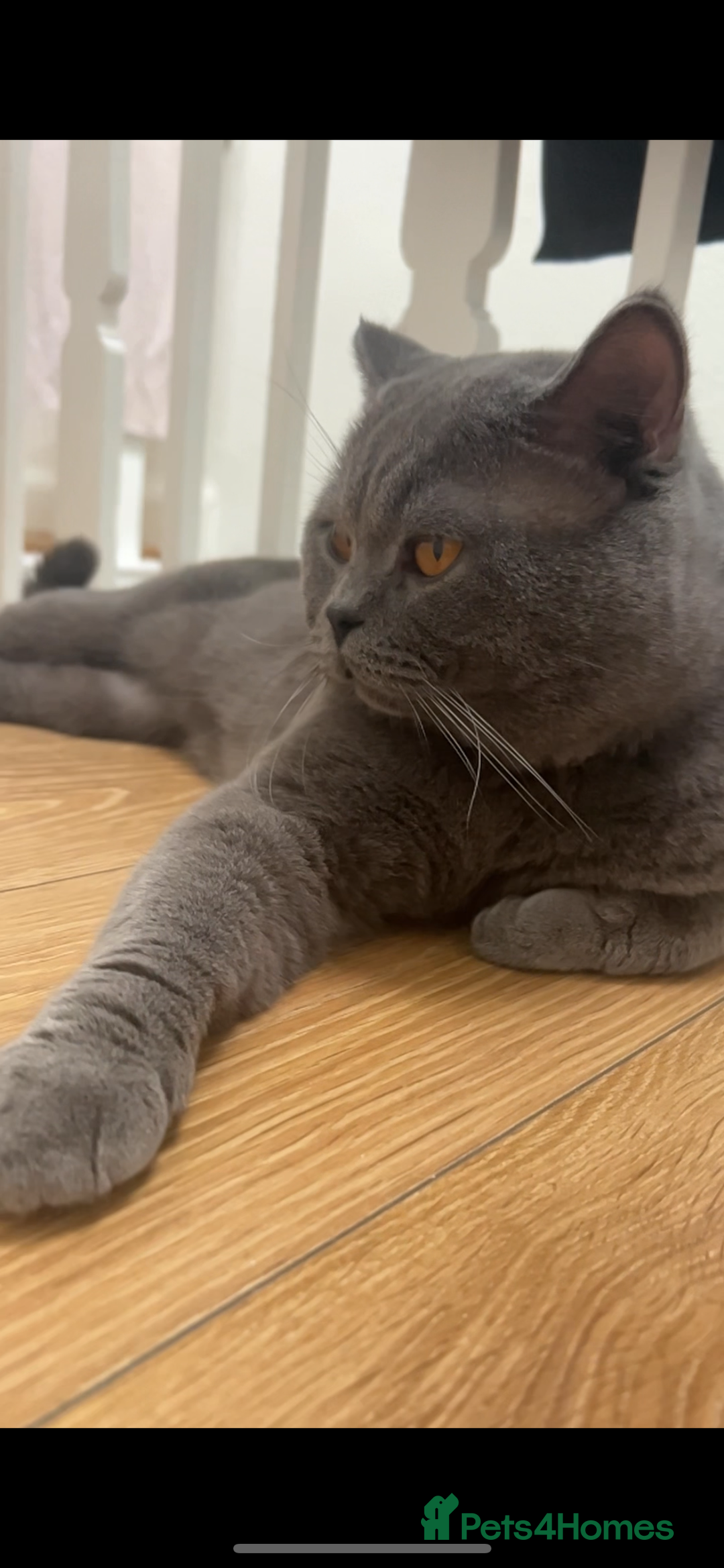 British Shorthair cats for stud: 💙Handsome GCCF Active Registered Blue BSH💙 - Advert 5