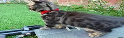 Bengal cats for sale: Bengal X Maine Coon Kittens  in Lyme Regis - Advert 27