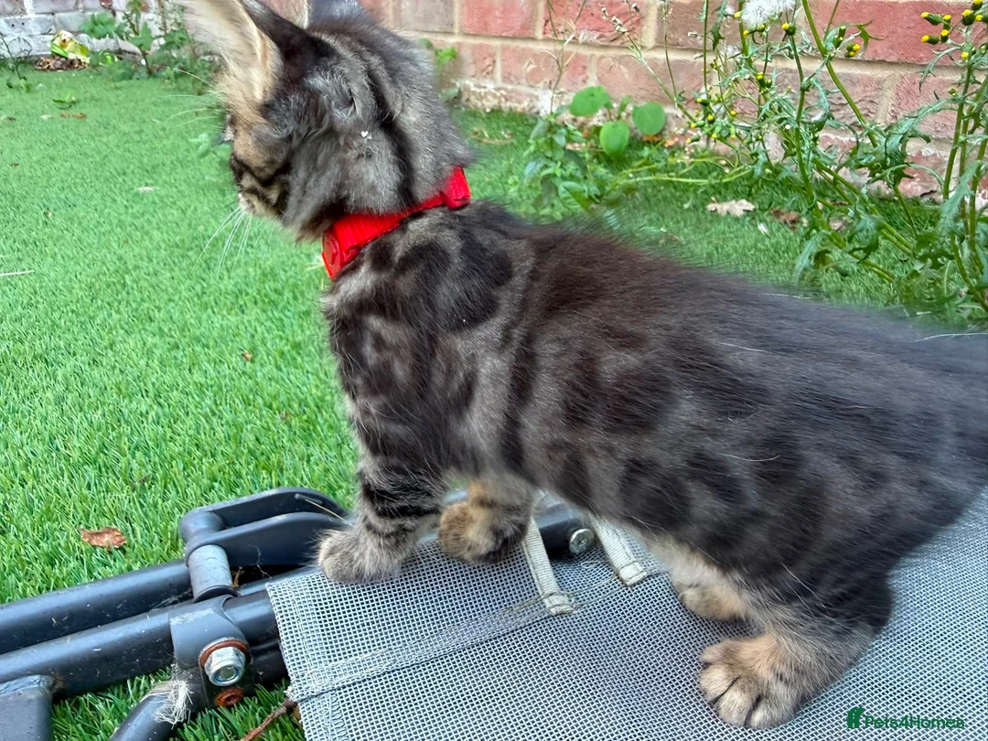 Bengal cats for sale: Bengal X Maine Coon Kittens  in Lyme Regis - Advert 27