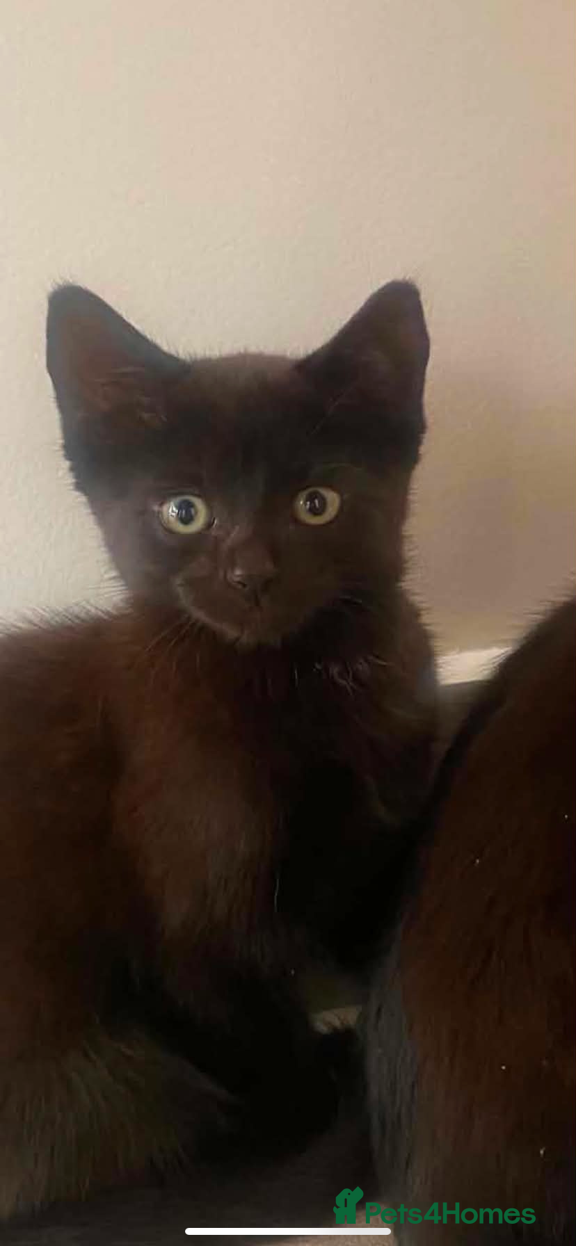 Norwegian Forest Cat cats for sale: Beautiful Norwegian forest kittens 🩵🩵 - Advert 4