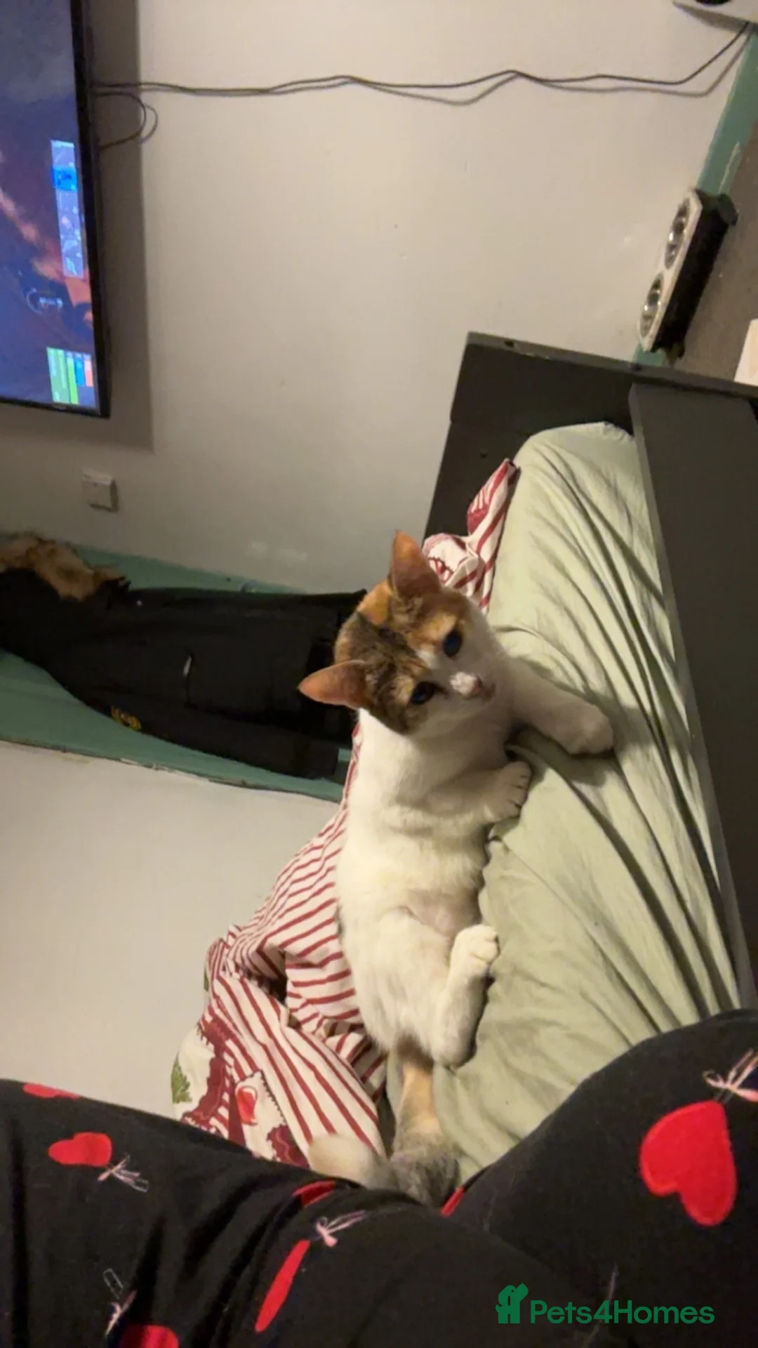 Mixed Breed cats for sale: 2 year old callico female  - Advert 7