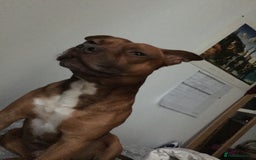 Staffordshire Bull Terrier dogs for stud: Stud  - Image 6